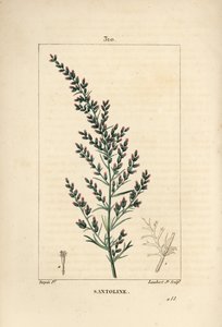 Sagebrush variete - Wormseed ou Tatarian southwood, Artemisia santonicum. Gravura em chapa de cobre colorida à mão por Lambert Junior a partir de um desenho de Pierre Jean-Francois Turpin de Chaumeton, Poiret e Chamberet "La Flore Medicale", Paris, Pa de Pierre Jean Francois Turpin