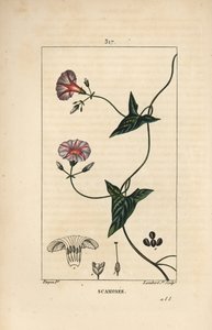 Scammony - Scammony, Convolvulus scammonia, com flor, folha, talo e tendrilha trepadora. Gravura em chapa de cobre colorida à mão por Lambert Junior a partir de um desenho de Pierre Jean-Francois Turpin de Chaumeton, Poiret e Chamberet, "La Flore Medica de Pierre Jean Francois Turpin