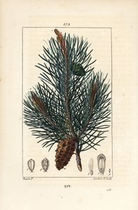 Pinheiro silvestre - Pinheiro bravo ou pinheiro silvestre, Pinus sylvestris, com ramo, agulha e pinha. Gravura em chapa de cobre colorida à mão por Lambert Junior a partir de um desenho de Pierre Jean-Francois Turpin de Chaumeton, Poiret e Chamberet de "La de Pierre Jean Francois Turpin