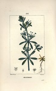 Scratteron ou rieble, grateron, tongue scratch, gaille - Goose grass, Galium aparine. Gravura em chapa de cobre colorida à mão por Lambert Junior a partir de um desenho de Pierre Jean-Francois Turpin de Chaumeton, Poiret e Chamberet "La Flore Medicale", de de Pierre Jean Francois Turpin