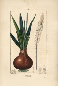 Drimia maritima, com bulbo, folha, talo e flor. Gravura de chapa de cobre colorida à mão por Lambert Junior a partir de um desenho de Pierre Jean-Francois Turpin de Chaumeton, Poiret e Chamberet "La Flore Medicale", Paris, Panckoucke de Pierre Jean Francois Turpin
