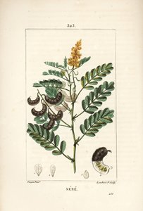 Sene - Alexandrian senna, Senna alexandrina, com flor, folha, talo e semente. Gravura em chapa de cobre colorida à mão por Lambert Junior a partir de um desenho de Pierre Jean-Francois Turpin de Chaumeton, Poiret e Chamberet de "La Flore Medicale", Paris, de Pierre Jean Francois Turpin
