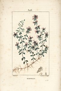 Serpoleta ou serpoleta de tomilho - Tomilho rastejante ou tomilho selvagem, Thymus serpyllum, com flor, folha, caule e raiz. Gravura em chapa de cobre colorida à mão por Lambert Junior a partir de um desenho de Pierre Jean-Francois Turpin de Chaumeton, Poi