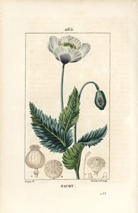 Papoila adormecida, papoila de ópio ou papoila de jardim - Papoila de jardim ou papoila de ópio, Papaver somniferum, com flor, folha e cápsula de semente. Gravura em chapa de cobre colorida à mão por Lambert Junior a partir de um desenho de Pierre Jean-Fra