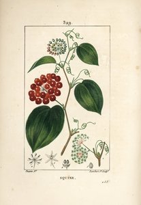 Variedade Smilax - Chinês smilax, porcelana Smilax, com flor, gavinha, folha e fruto. Gravura em chapa de cobre colorida à mão por Lambert Junior a partir de um desenho de Pierre Jean-Francois Turpin de Chaumeton, Poiret e Chamberet "La Flore Medicale,". de Pierre Jean Francois Turpin