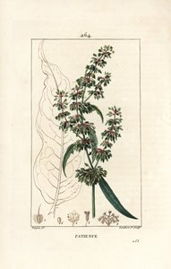 Spinard sorrel ou patience des moines - Doca da paciência, Rumex patientia, com flor, caule, folhas, sementes e contorno de folhas. Gravura de chapa de cobre colorida à mão por Lambert Junior a partir de um desenho de Pierre Jean-Francois Turpin de Chaumet de Pierre Jean Francois Turpin