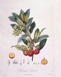 Morangueiro (Arbutus unedo), Henry Louis Duhamel du Monceau, placa botânica de Pierre Jean Francois Turpin