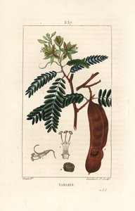 Tamarind - Tamarind, Tamarindus indica, flor de sombra, folha e cápsula de semente. Gravura em chapa de cobre colorida à mão por Lambert Junior a partir de um desenho de Pierre Jean-Francois Turpin de Chaumeton, Poiret e Chamberet "La Flore Medicale", Pari de Pierre Jean Francois Turpin