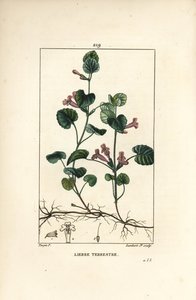 Hera terrestre - Hera terrestre, Hedera terrestris. Gravura em chapa de cobre colorida à mão por Lambert Junior a partir de um desenho de Pierre Jean-Francois Turpin de Chaumeton, Poiret e Chamberet "La Flore Medicale", Paris, Panckoucke de Pierre Jean Francois Turpin