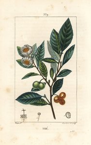 Theier - Chá, Camellia sinensis, mostrando folha, fruto e flor. Gravura em chapa de cobre colorida à mão por Lambert Junior a partir de um desenho de Pierre Jean-Francois Turpin de Chaumeton, Poiret e Chamberet "La Flore Medicale", Paris, Panckoucke de Pierre Jean Francois Turpin