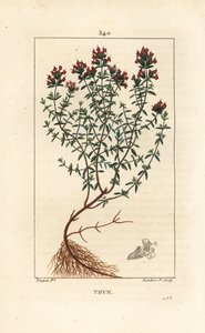 Tomilho, Thymus vulgaris, mostrando, flor, folha, caule e raiz. Gravura em chapa de cobre colorida à mão por Lambert Junior a partir de um desenho de Pierre Jean-Francois Turpin de Chaumeton, Poiret e Chamberet "La Flore Medicale", Paris, Panckoucke de Pierre Jean Francois Turpin