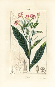 Tabaco - Tabaco, Nicotiana tabacum. Gravura em chapa de cobre colorida à mão por Lambert Junior a partir de um desenho de Pierre Jean-Francois Turpin de Chaumeton, Poiret e Chamberet "La Flore Medicale", Paris, Panckoucke de Pierre Jean Francois Turpin