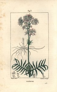 Valeriana das colinas ou Valeriana com folhas pequenas - Valeriana, Valeriana officinalis, com flor, folha, caule e raiz. Gravura de chapa de cobre colorida à mão por Lambert Junior a partir de um desenho de Pierre Jean-Francois Turpin de Chaumeton, Poiret de Pierre Jean Francois Turpin