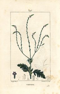 Verbena ou Erva Sagrada, Vénus ou Erva Feiticeira - Vervain, Verbena officinalis. Gravura em chapa de cobre colorida à mão por Lambert Junior a partir de um desenho de Pierre Jean-Francois Turpin de Chaumeton, Poiret e Chamberet, "La Flore Medicale," Par de Pierre Jean Francois Turpin