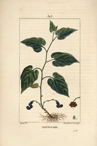 Virginia Snakeroot - Snakeroot da Virgínia, serpente Aristolochia, com flor, folha, talo, semente e raiz. Gravura em chapa de cobre colorida à mão por Lambert Junior a partir de um desenho de Pierre Jean-Francois Turpin de Chaumeton, Poiret e Chamberet
