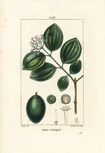 Vomiker - Árvore de estricnina ou noz envenenada, Strychnos nux-vomica, com fruto, semente, folha e flor. Gravura em chapa de cobre colorida à mão por Lambert Junior a partir de um desenho de Pierre Jean-Francois Turpin de Chaumeton, Poiret e Chamberet de  de Pierre Jean Francois Turpin