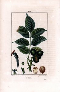 Ramo de nozes com nozes - Nogueira, Juglans regia, com ramo, folhas, frutos maduros, nozes com casca e em secção. Gravura em chapa de cobre colorida à mão por Lambert Junior a partir de um desenho de Pierre Jean-Francois Turpin de Chaumeton, Poiret et Cham de Pierre Jean Francois Turpin
