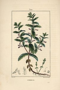 Germandree de água - Germe de água, Teucrium scordium, mostrando flor, folha, talo e raízes. Gravura em chapa de cobre colorida à mão por Lambert Junior a partir de um desenho de Pierre Jean-Francois Turpin de Chaumeton, Poiret e Chamberet de "La Flore Med de Pierre Jean Francois Turpin