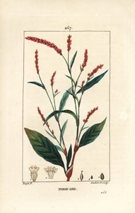 Water pepper knotwee - Water-pepper, Persicaria hydropiper (Polígono hidropiper), com flor, caule e folha. Gravura em chapa de cobre colorida à mão por Lambert Junior a partir de um desenho de Pierre Jean-Francois Turpin de Chaumeton, Poiret e Chamberet". de Pierre Jean Francois Turpin