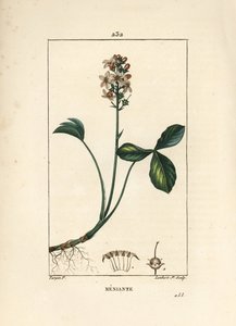 Trefoil de água ou menyanth water trefoil - Mars trefoil, Menyanthes trifoliata. Gravura em chapa de cobre colorida à mão por Lambert Junior a partir de um desenho de Pierre Jean-Francois Turpin de Chaumeton, Poiret e Chamberet, "La Flore Medicale", Paris, de Pierre Jean Francois Turpin