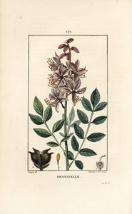 White dictamnus albus, mostrando flores, folhas, sementes e frutos peludos. Gravura em chapa de cobre colorida à mão por Lambert Junior a partir de um desenho de Pierre Jean-Francois Turpin de Chaumeton, "La Flore Medicale" de Poiret et Chamberet, Paris, P de Pierre Jean Francois Turpin