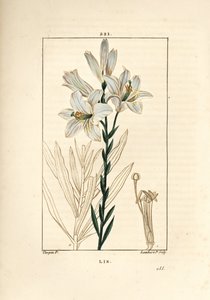 lírio branco ou lírio de madonna - lírio branco, lírio de Lilium candidum. Gravura em chapa de cobre colorida à mão por Lambert Junior a partir de um desenho de Pierre Jean-Francois Turpin de Chaumeton, Poiret e Chamberet "La Flore Medicale", Paris, Pancko de Pierre Jean Francois Turpin