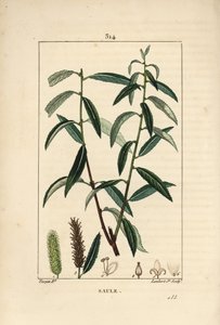 Salgueiro Branco ou Prateado, Vime Branco - Salgueiro branco, Salix alba, com folha, flor, peles de gato macho e fêmea, frutos e sementes. Gravura de chapa de cobre colorida à mão por Lambert Junior a partir de um desenho de Pierre Jean-Francois Turpin de  de Pierre Jean Francois Turpin