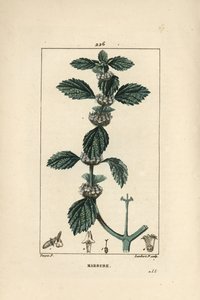Marrubium vulgare branco ou comum - Marrubium vulgare comum. Gravura em chapa de cobre colorida à mão por Lambert Junior a partir de um desenho de Pierre Jean-Francois Turpin de Chaumeton, Poiret e Chamberet "La Flore Medicale", Paris, Panckoucke de Pierre Jean Francois Turpin