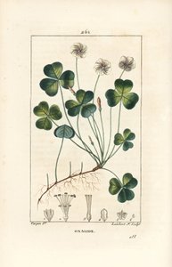 Sorrel de madeira, Oxalide (oxalis) des bois - Sorrel de madeira, Oxalis acetosella, com flor, folha, talo, semente e raiz. Gravura em chapa de cobre colorida à mão por Lambert Junior a partir de um desenho de Pierre Jean-Francois Turpin de Chaumeton, Poir de Pierre Jean Francois Turpin