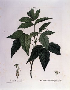 Botânico: Ramo Maple. Placa retirada de "Nouveau Duhamel du Monceau ou Treats Treats Trees and Shrubs Cultivted in France" Watercolour de Pierre Joseph Redoute (1759-1840) 1819
