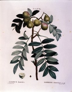Botânico: ramo do tubérculo (Sorbus domestica) Placa retirada de "Nouveau Duhamel du Monceau ou Treats Treats Trees and Shrubs Cultivted in France" Watercolour de Pierre Joseph Redoute (1759-1840) 1819