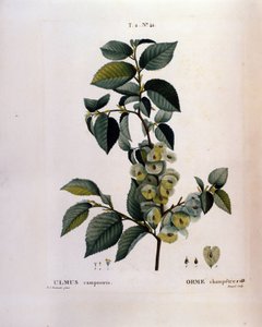 Botânica: ramo de olmo. Placa retirada de "Nouveau Duhamel du Monceau ou Treats Treats Trees and Shrubs Cultivted in France" Watercolour de Pierre Joseph Redoute (1759-1840) 1819