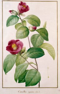 Camellia japonica Botanical Plate de Pierre Joseph Redoute (1759-1840) Paris do século XIX, Museu de História Natural