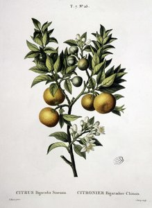 Lemon tree chinese bigaradier - in "Nouveau Duhamel ou traité des arbres et shrustes que on cultivation in France", desenhos de P.J. Redouté e P. Bessa, Paris