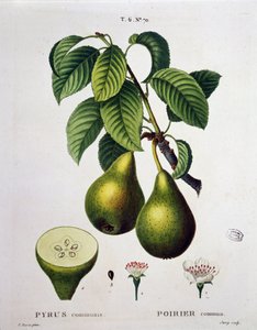 Poirier - em "Nouveau Duhamel du Monceau ou traité des arbres et shrustes que le culture en France", figuras segundo os desenhos de P.J. Redoute e P. Bessa, Paris