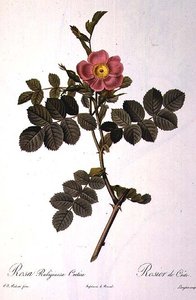 Rosa Rubiginosa Cretica, gravada por Langlois, de 