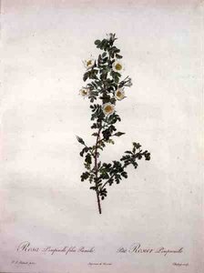 Rosa pimpinelli folia pumila (rosa escocesa anã), gravada por Chapuy, de 