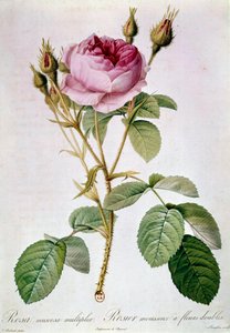 Rose Planche de Pierre Joseph Redoute (1759-1840) 1817 Paris, B.N.