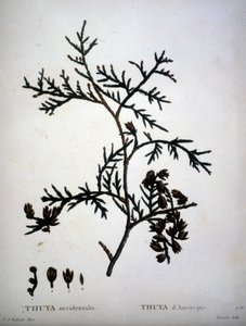 Thuja occidentalis ou Thuja americana - em "Nouveau Duhamel du Monceau ou traité des arbres et shrustes que le culture en France", figuras de acordo com desenhos de P.J. Redoute e P. Bessa de Pierre Joseph (after) Redoute