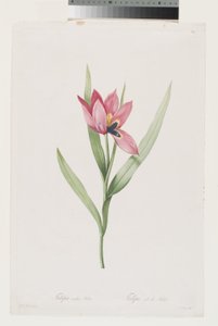 Tulipa Oeil De Soleil de Pierre Joseph (after) Redoute