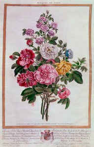 Bouquet de rosas Litografia de Pierre Joseph Buchoz (1731-1807) Paris do século XVIII, B.N. de Pierre Joseph Buchoz