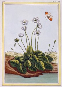 Quackgrass of Parnassus Grass of Parnassus, pub. 1776. de Pierre Joseph Buchoz