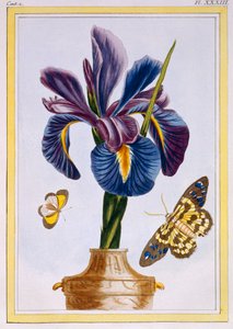 Íris comum com borboletas, pub. 1776. de Pierre Joseph Buchoz
