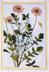 Arcotis etíope (lírio africano), c.1766 (gravura colorida à mão) de Pierre Joseph Buchoz