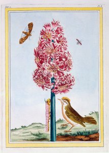 Jacinto, c.1766 (gravura colorida à mão) de Pierre Joseph Buchoz