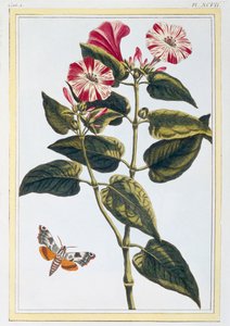 La Belle de Nuit Morning Glory, pub. 1776. de Pierre Joseph Buchoz