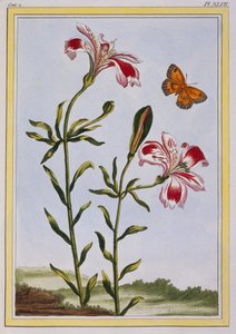 A flor manchada do lírio peruano dos Incas, bar. 1776. de Pierre Joseph Buchoz