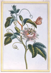 La Grenadille ou Le Maracot, pub. 1776. de Pierre Joseph Buchoz