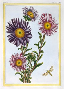 A Rainha Marguerite Aster, pub. 1776. de Pierre Joseph Buchoz
