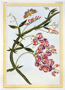 Le Grand Lathyre Everlasting Sweet Pea, pub. 1776. de Pierre Joseph Buchoz